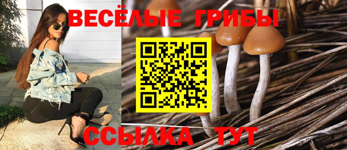 Красноярск  Галлюциногенные грибы прущие грибы  Вход с VPN 